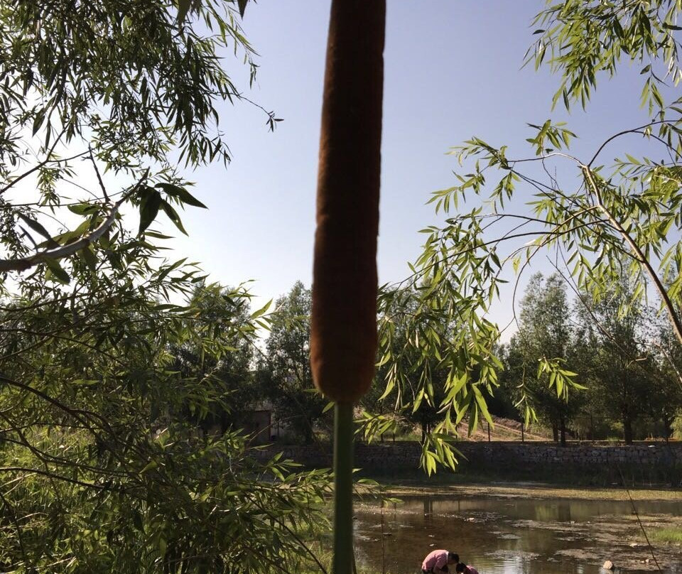 桃花山-灵丘县必去景点