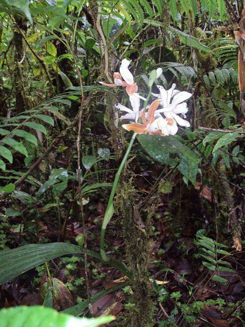 Sicike-Cike Lake-棉兰必去景点