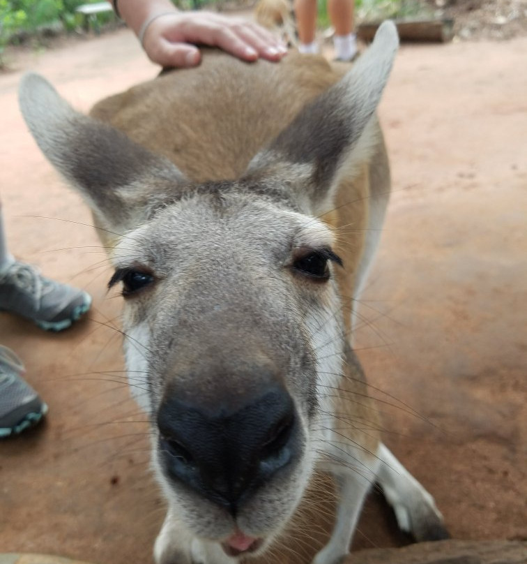 Territory Experiences One Day Tours-达尔文市必去景点