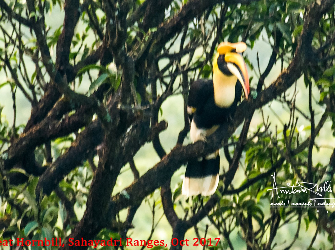 Koyna Wildlife Sanctuary景点图片