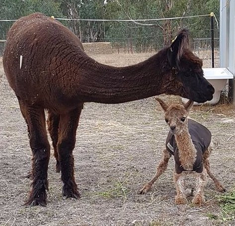 Redbank Alpacas-Redbank必去景点