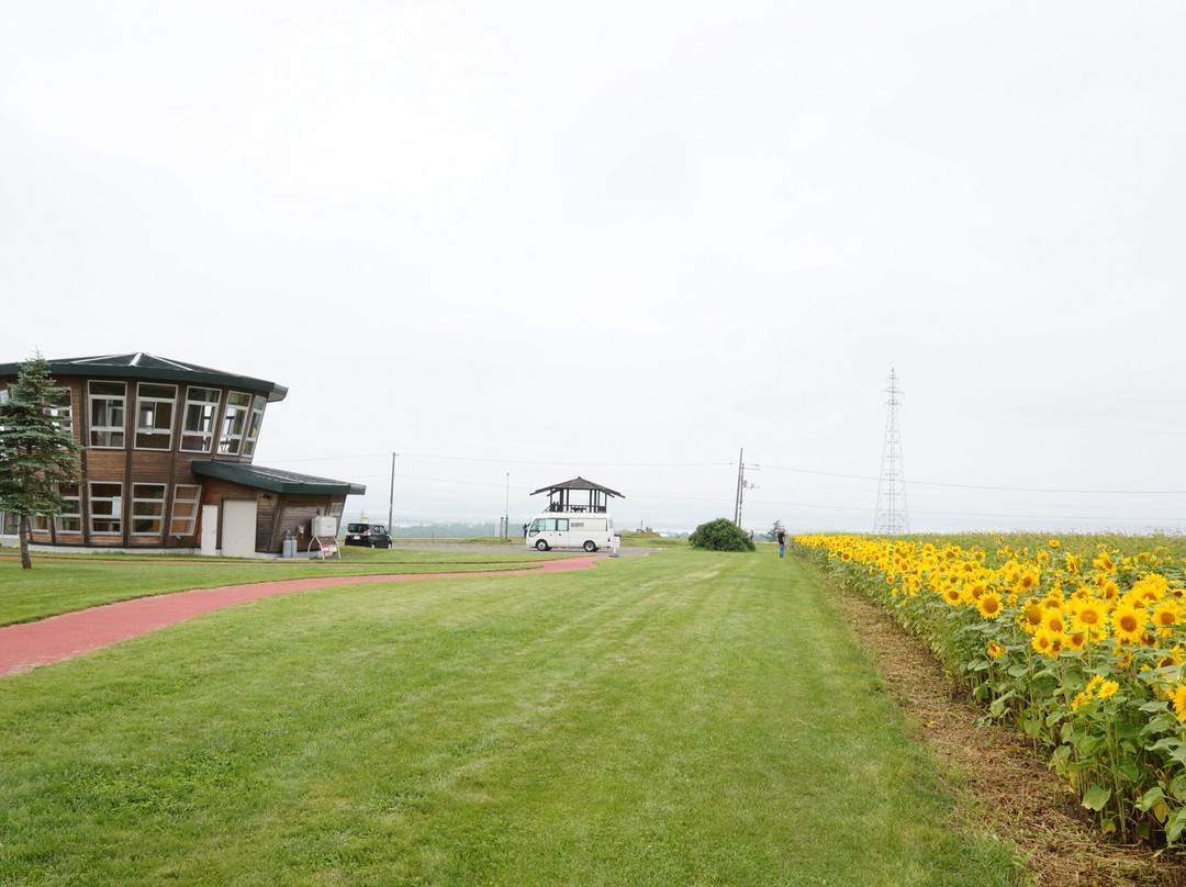 大空町 向日葵花田-大空町必去景点
