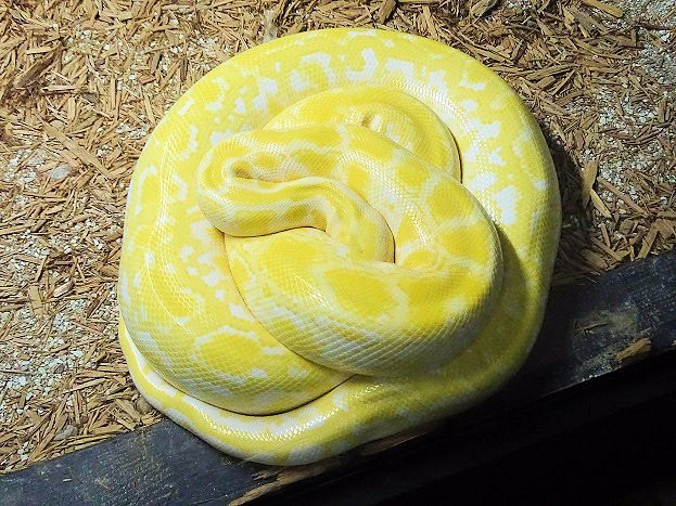 Serpentarium Magic景点图片