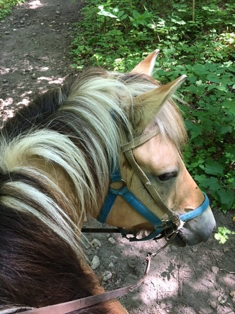 Centre Equestre des Plateaux景点图片