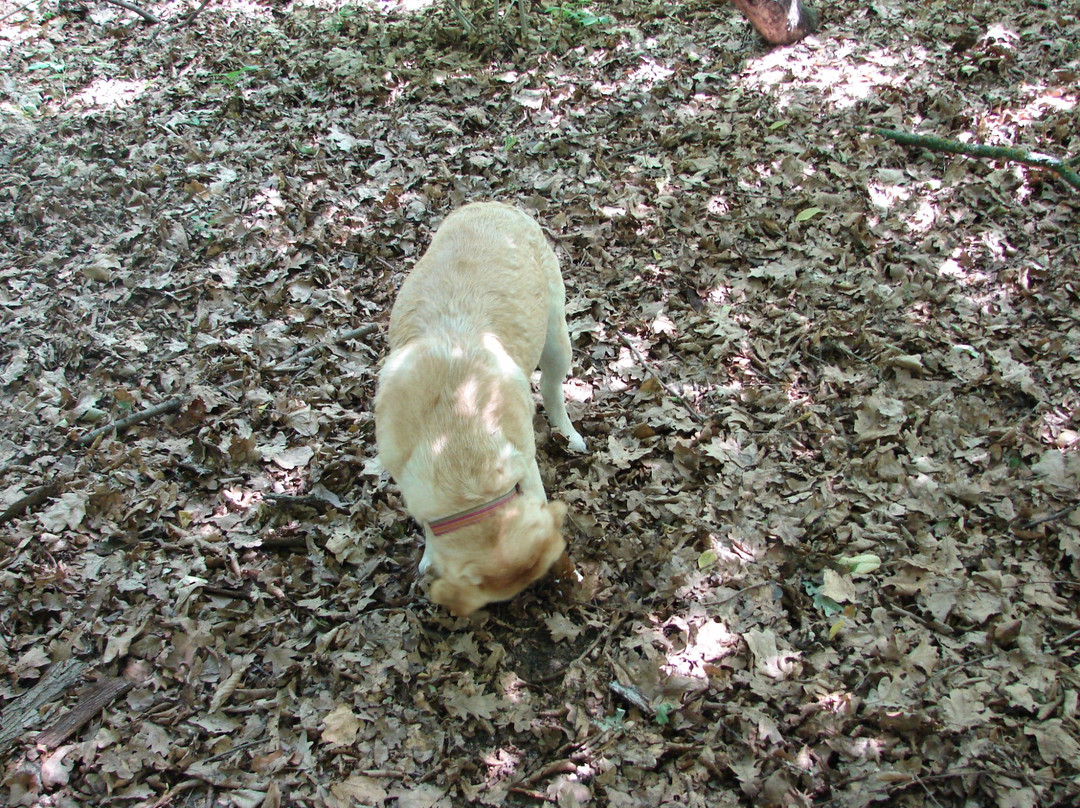Tuber Trade - Truffle Hunting景点图片