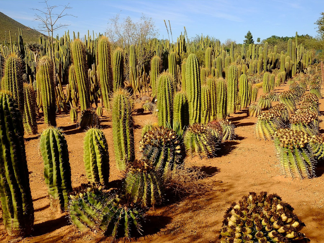 格拉夫-里内特旅游景点-Obesa Cacti Nursery