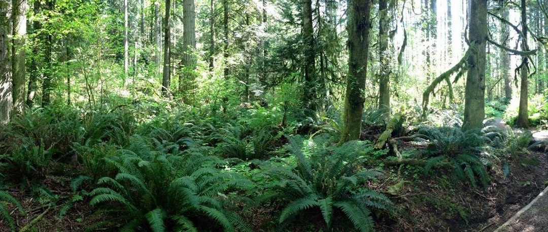 Squak Mountain State Park-伊瑟阔必去景点