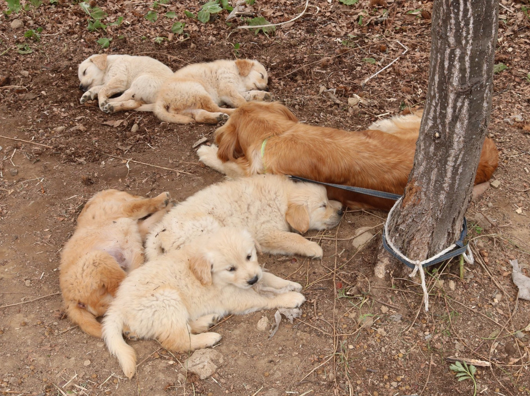 Yatsugatake Dog Farm-南牧村必去景点
