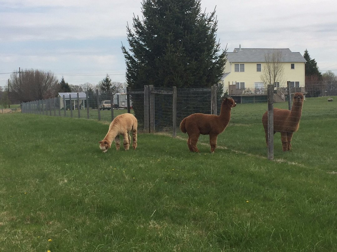 Stormwind Alpacas-Columbus必去景点