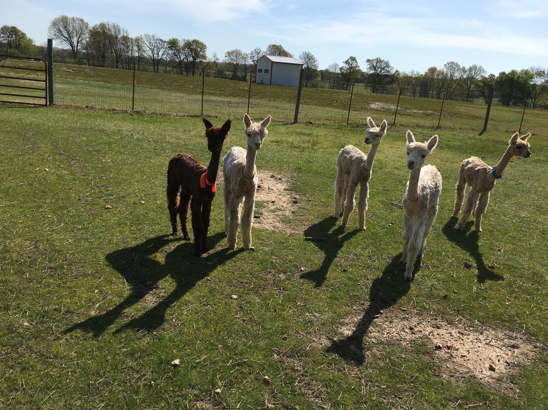 Zena Suri Alpacas-Jay必去景点