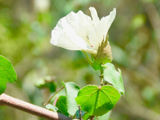 Mound Key Archeological State Park-埃斯特罗必去景点