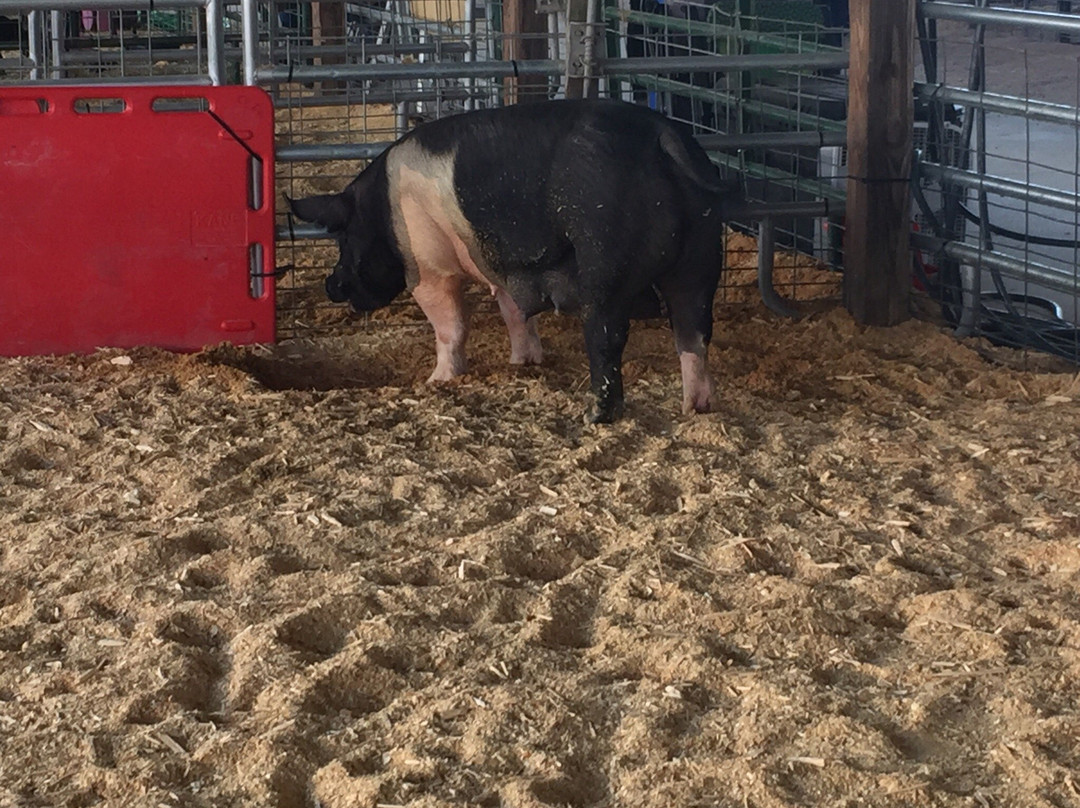 Clay County Fairgrounds景点图片