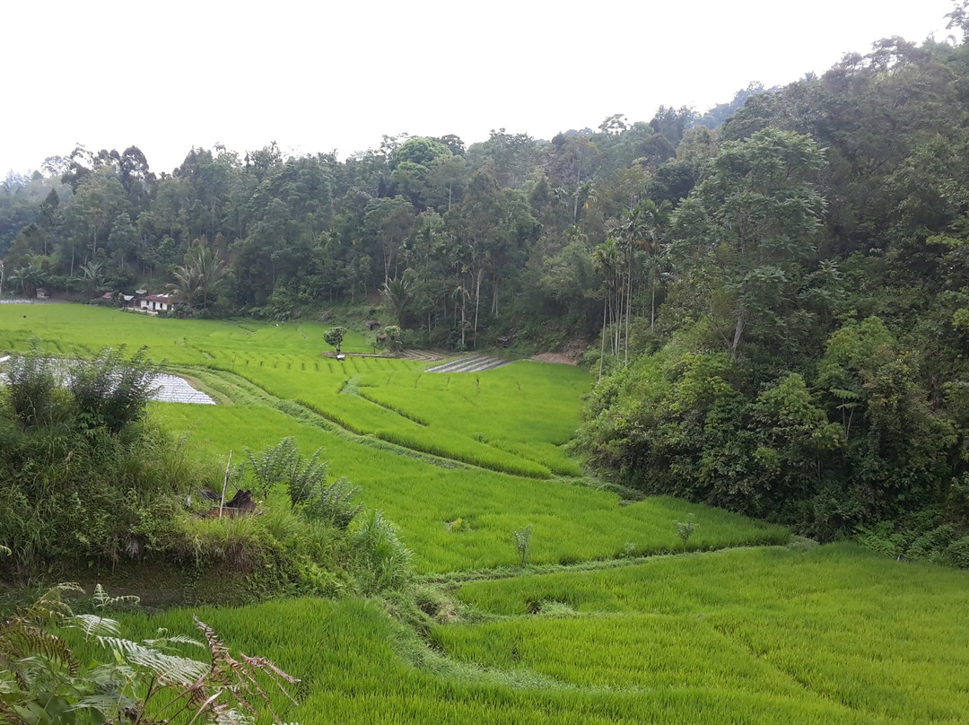 Palupuh旅游攻略图片