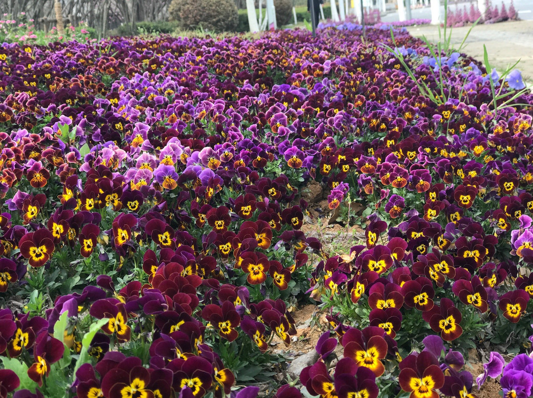 绿博园-南京市必去景点