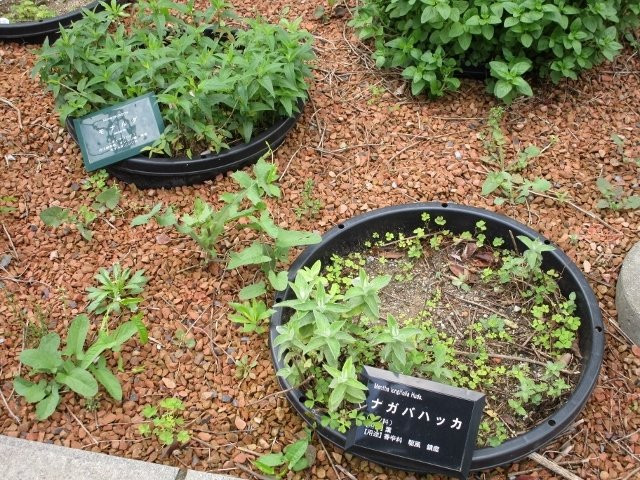 Fukuoka University Herb Garden-福冈市必去景点