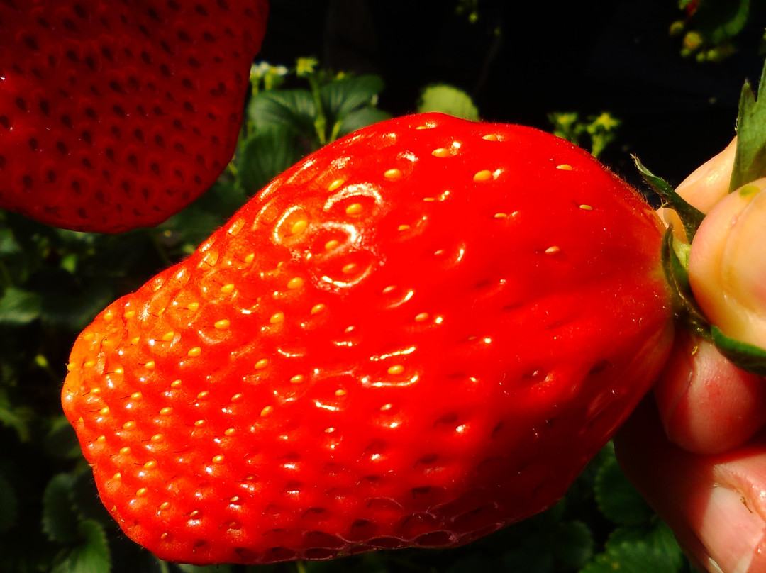 Tateyama Strawberry Picking Center-馆山市必去景点