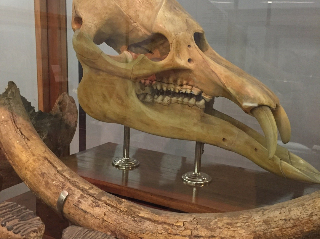 Museum of Geology and Palaeontology-帕多瓦必去景点