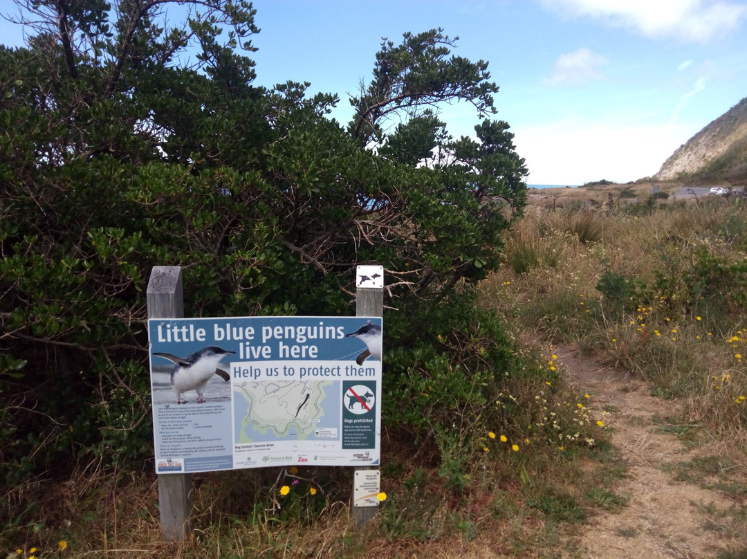 Tarakena Bay-惠灵顿必去景点