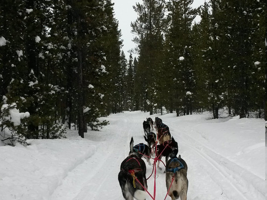 Klondike Dreams Sled Dog Rides-西黄石镇必去景点