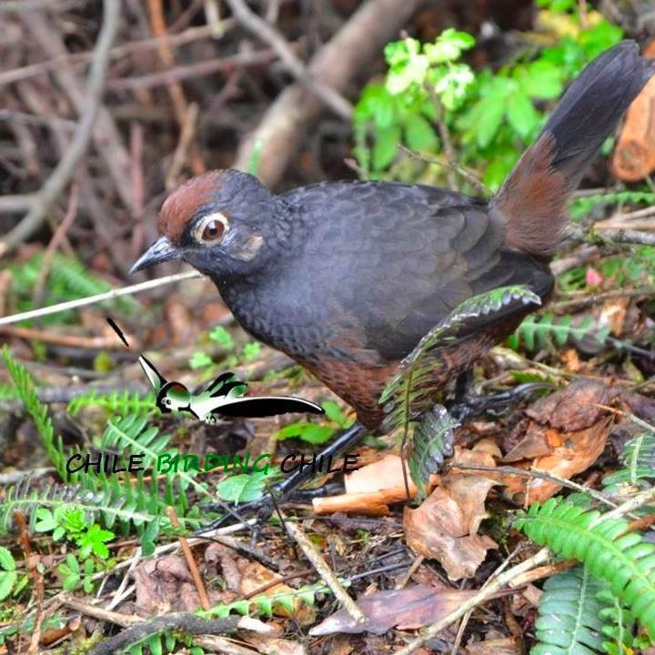 Chile Birding Chile-Puerto Aisen必去景点