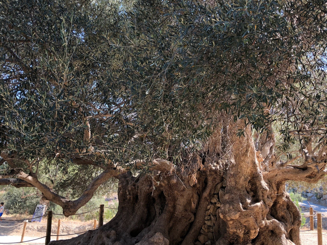 Azorias Ancient Olive Tree景点图片