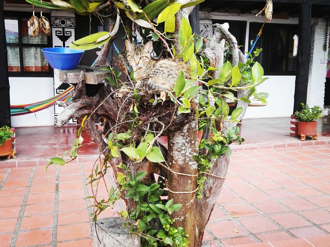 La Casa del Japones主图