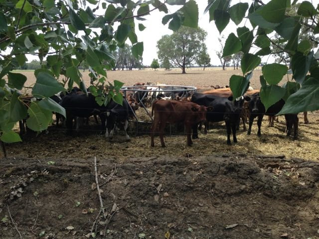 Locheilan Farmhouse Cheese-Mundoona必去景点