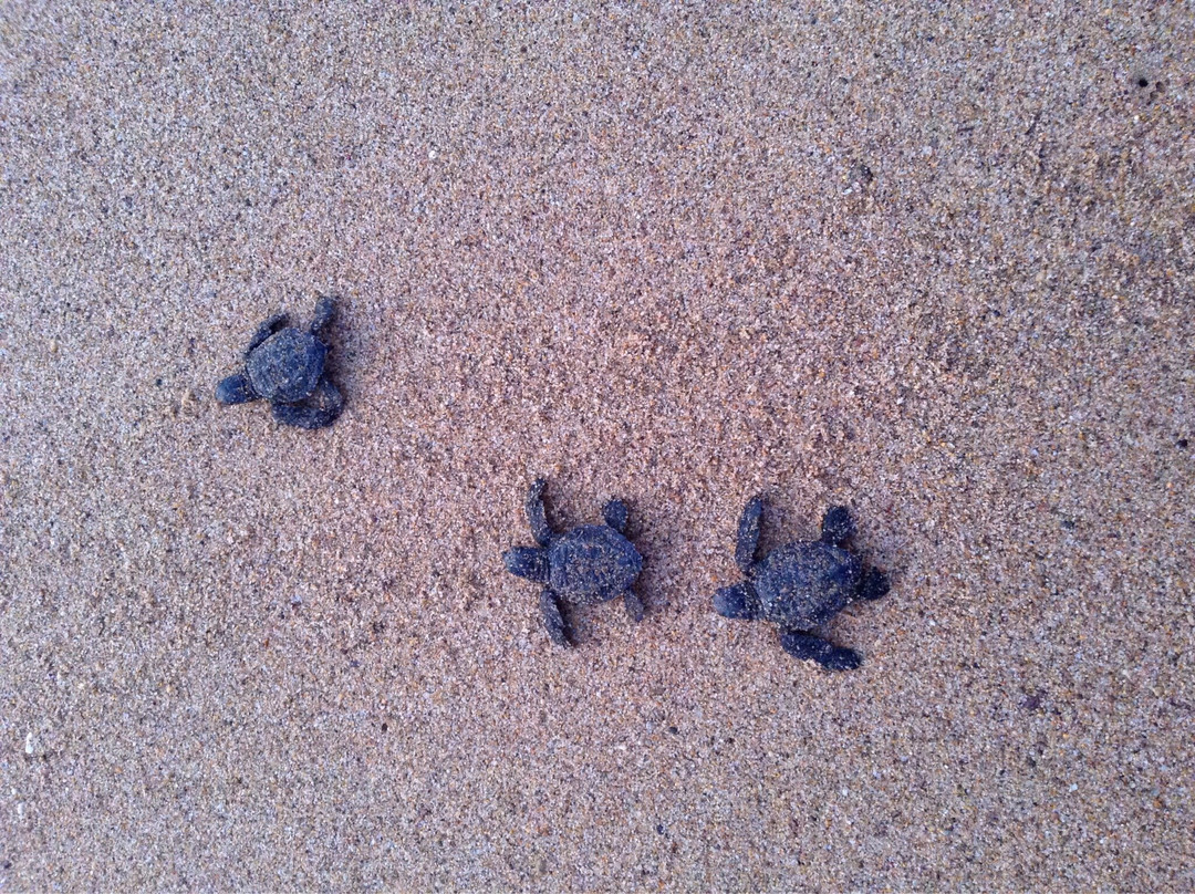 Mi Casa Linda B & B主图