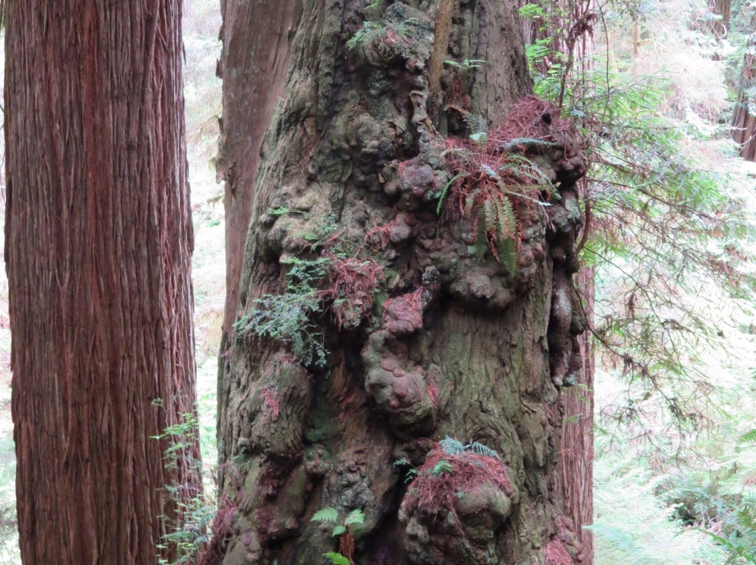 Oregon Redwood Trail-布鲁金斯必去景点