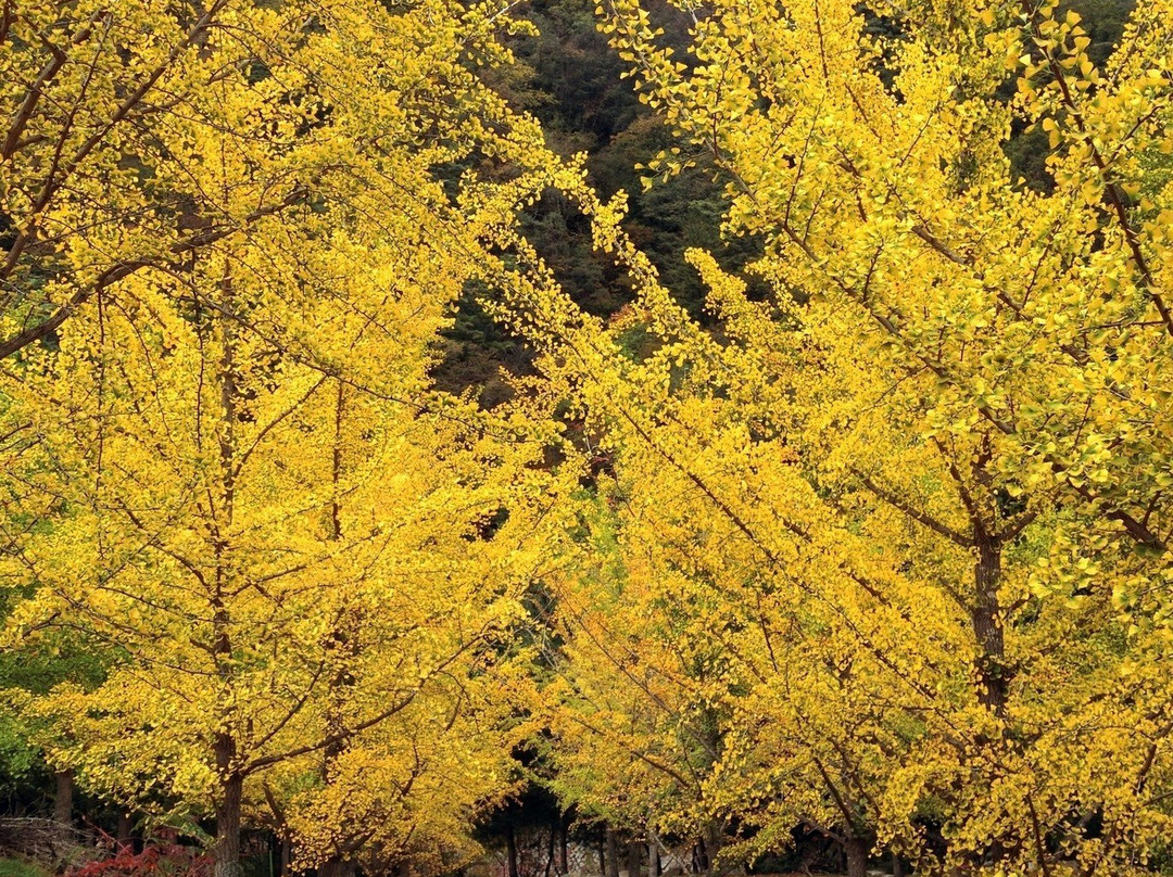 Hongcheon Ginkgo Forest-洪川郡必去景点