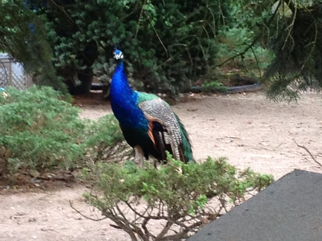 Tierpark Walldorf e.V.景点图片