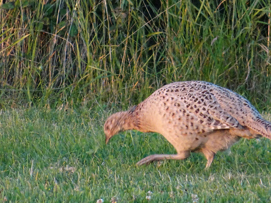 Vogelreservaat Polder IJdoorn景点图片