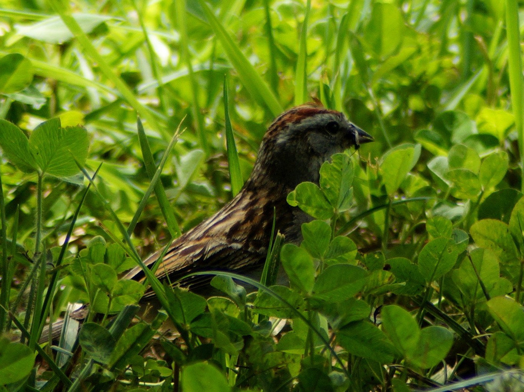 The Valle Crucis Community Park景点图片