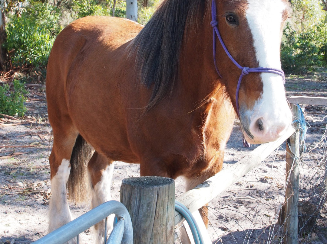 The Old Marron Farm-奥尔巴尼必去景点