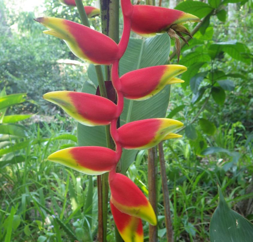 Jungle zoo-高龙必去景点