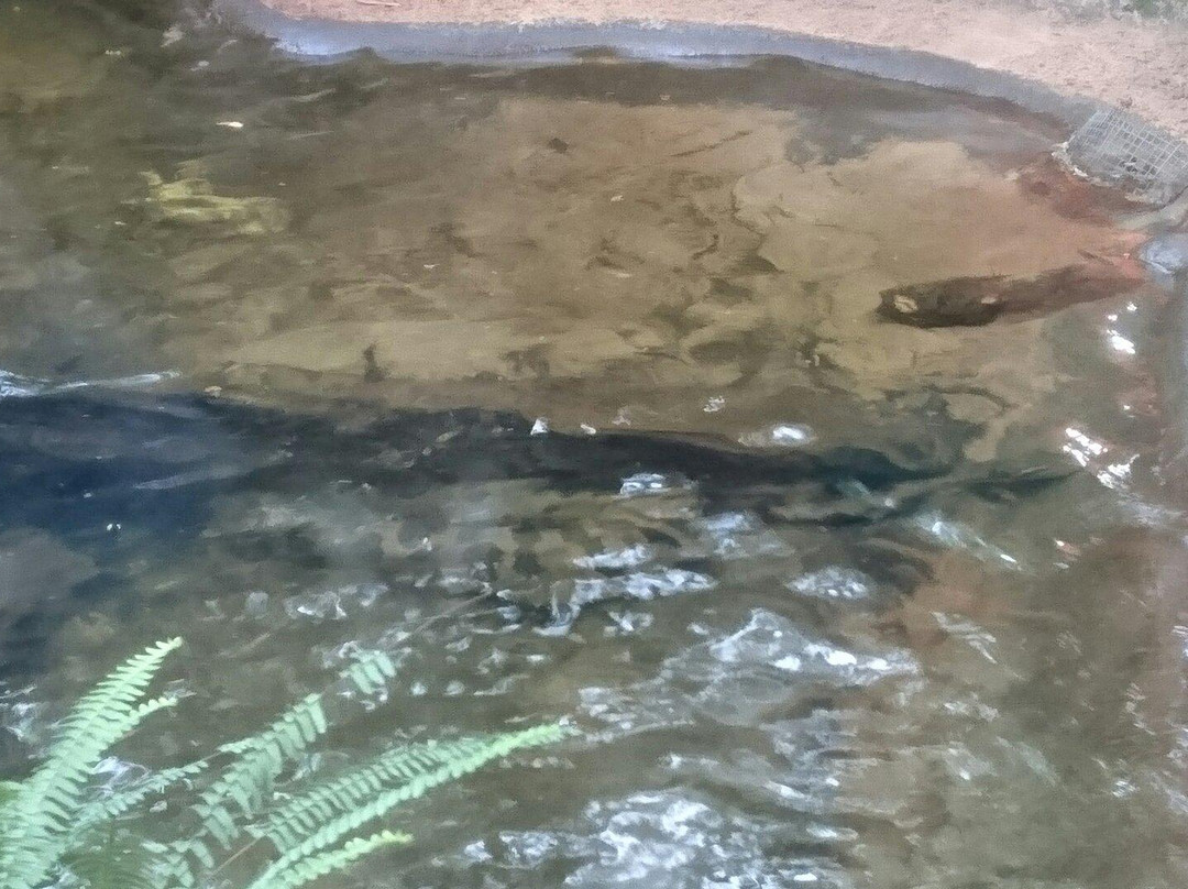 Parque Natural das Aves