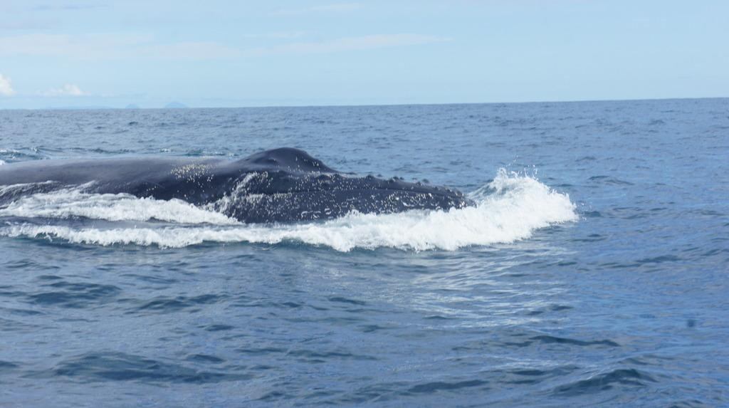 El Amejal-Bahia Solano必去景点