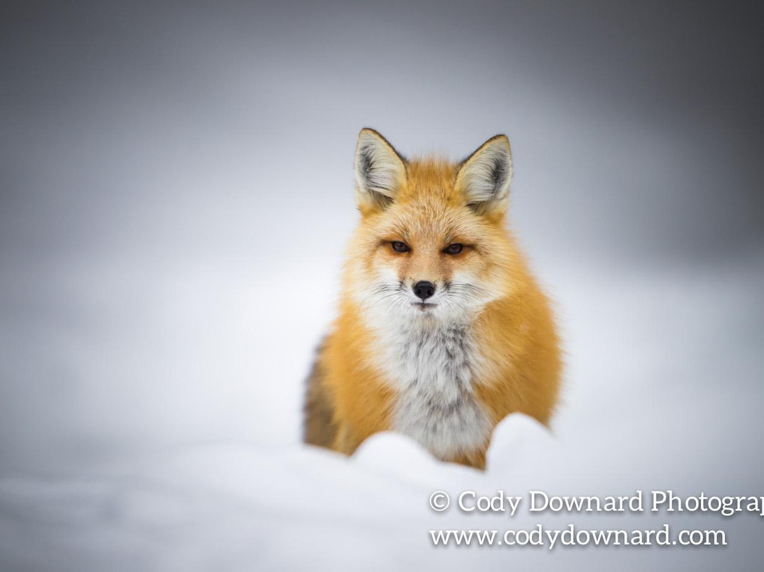 Cody Downard Photography Workshops and Tours-威尔逊必去景点