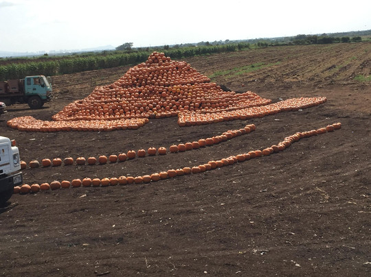 Aloun Farms-火奴鲁鲁必去景点