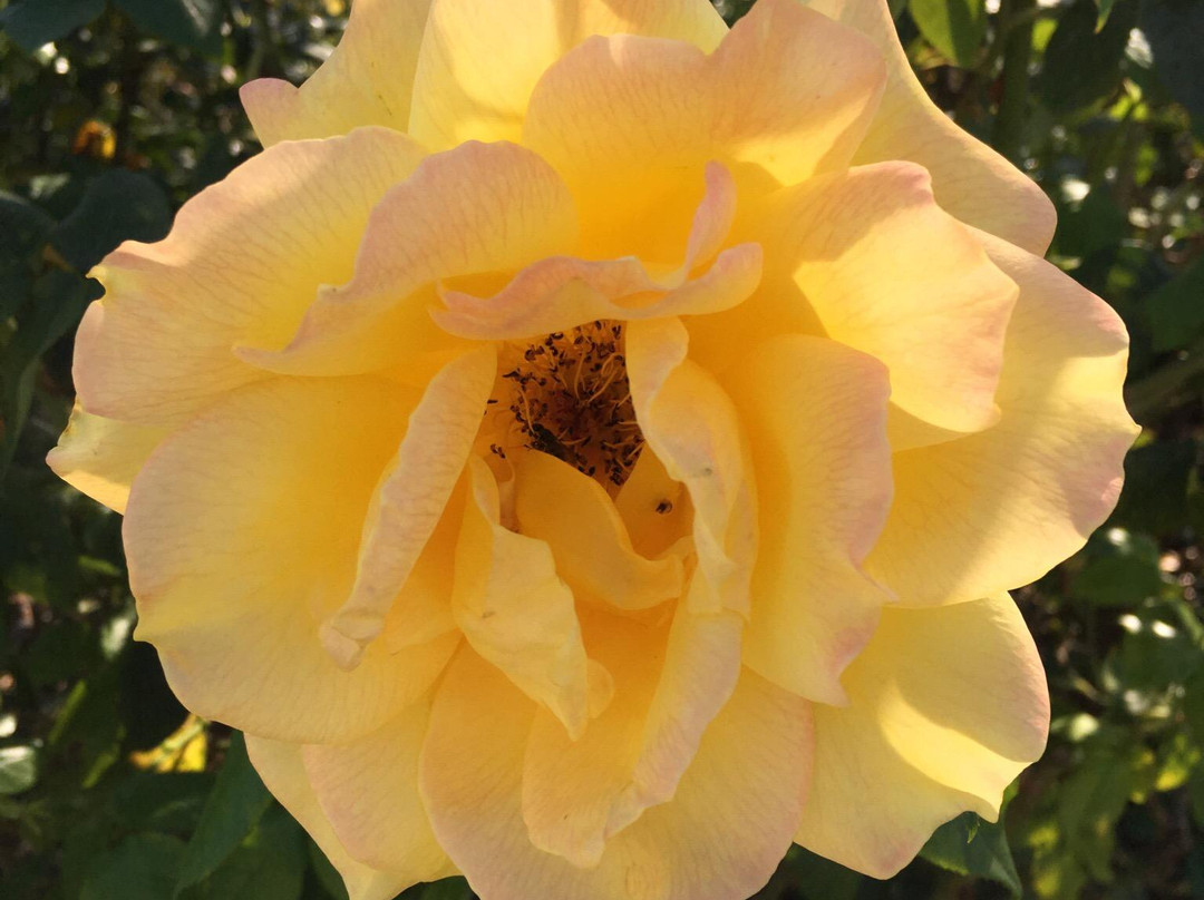 圣何塞市立玫瑰园-圣何塞必去景点