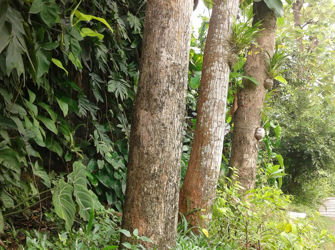 Andumaly Trinity Ayurveda Hospital-科塔亚姆必去景点