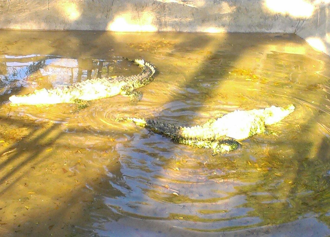 Zoologico de Paraguana景点图片