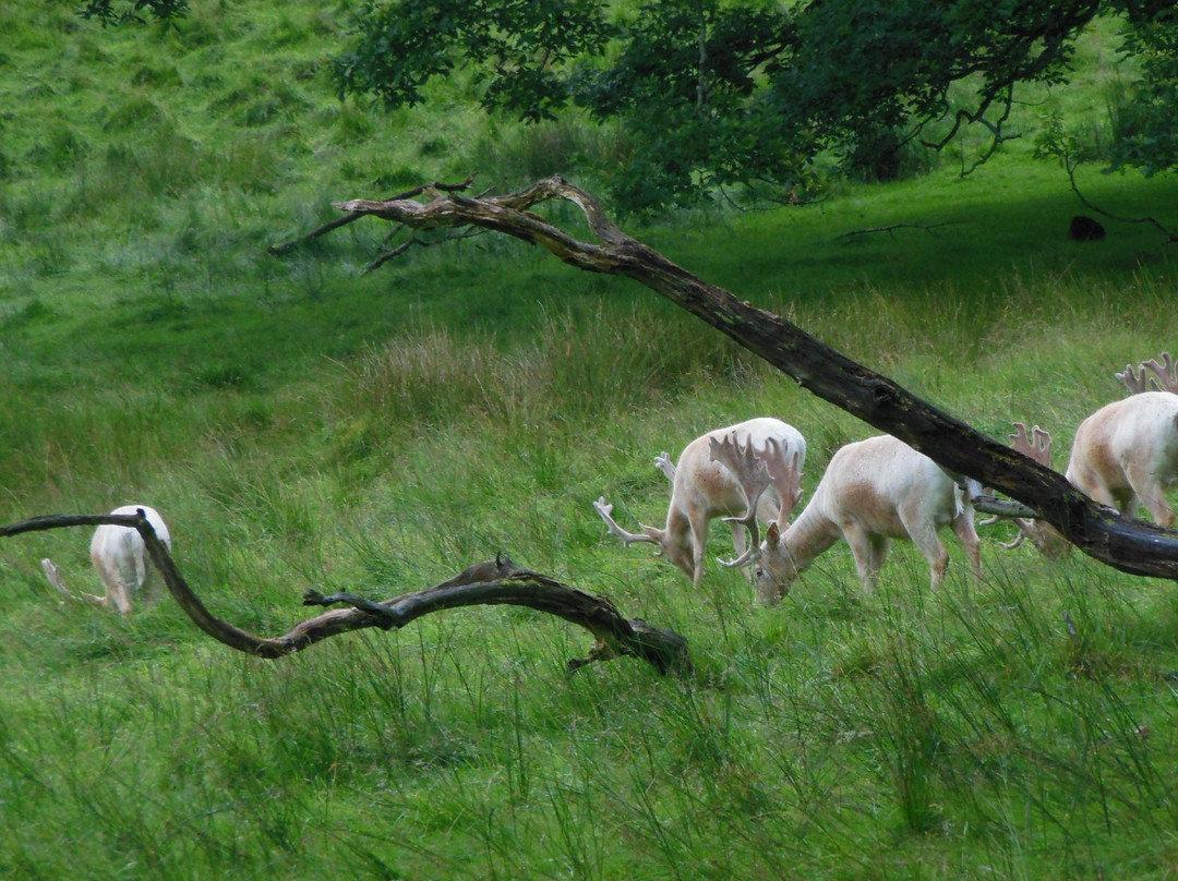 Ballygawley旅游景点-Parkanaur Forest Park