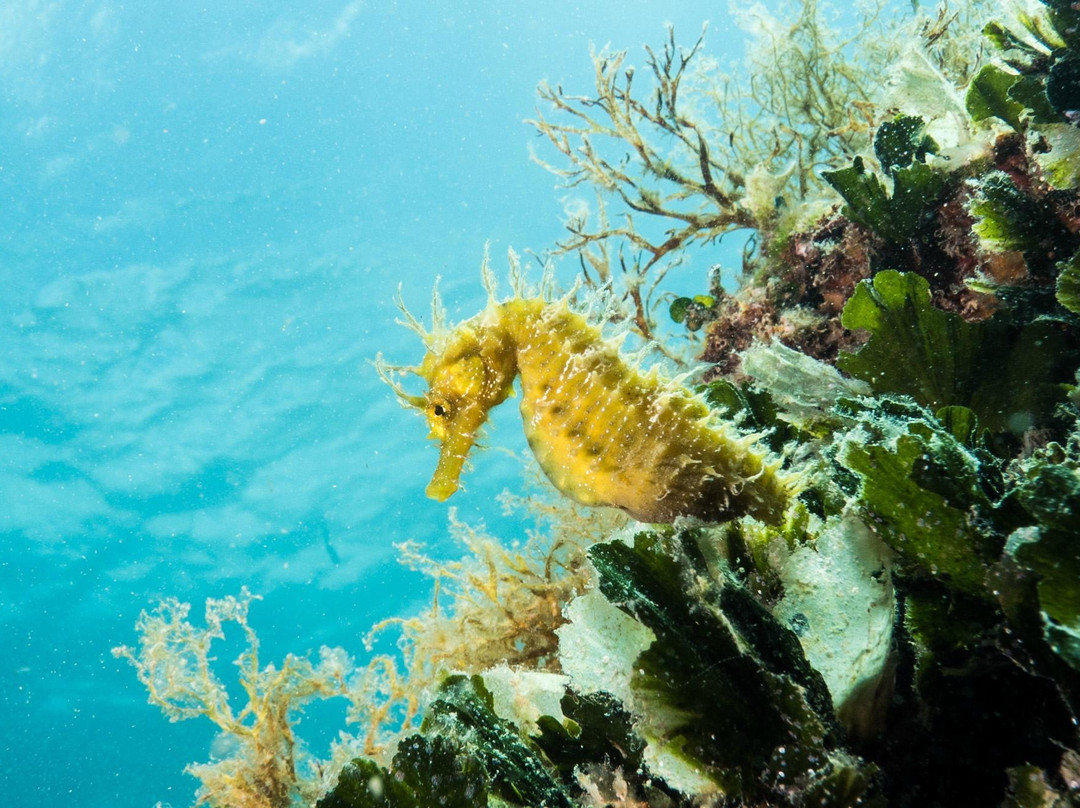 Orca Diving Center-普拉必去景点