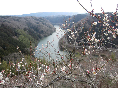 Tsukigase Plum Valley-奈良市必去景点