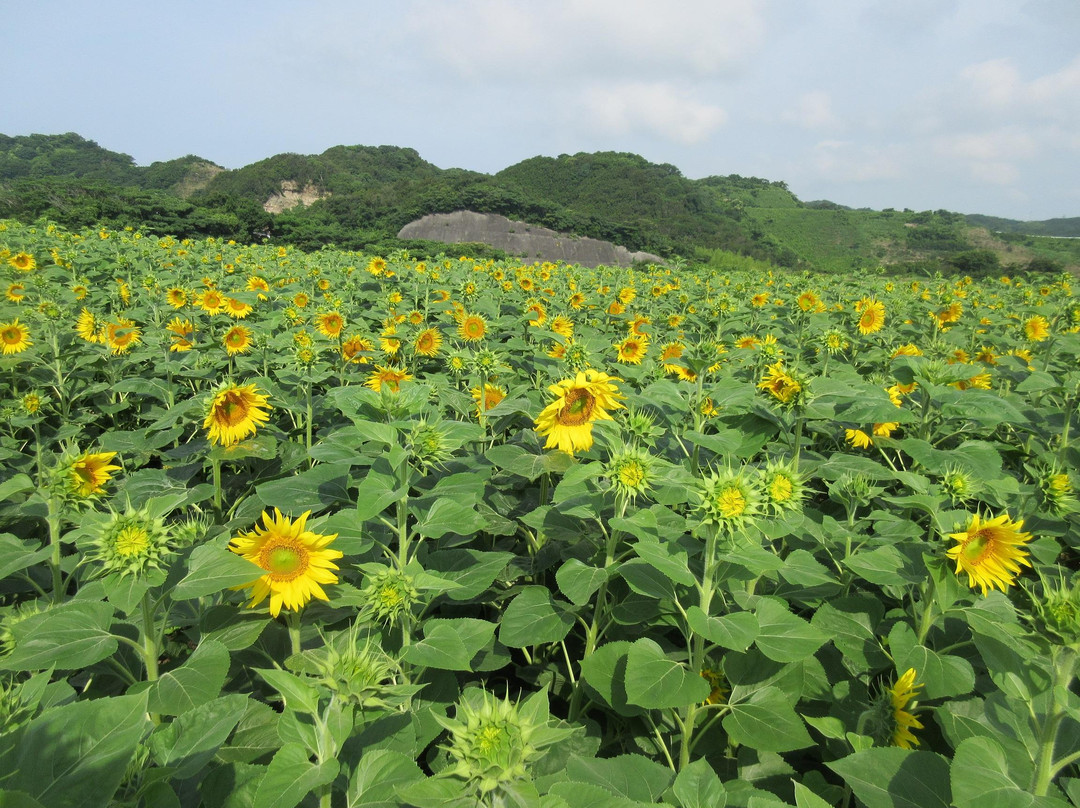 Flower place景点图片