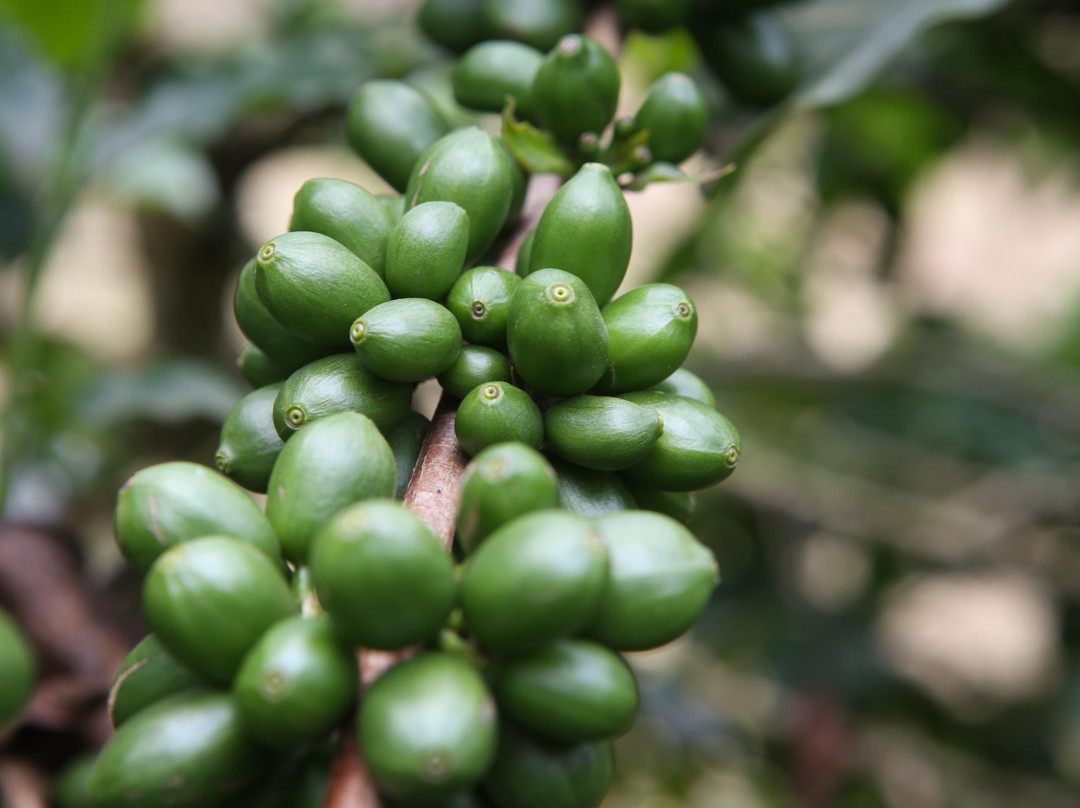 Wild Tracks/Kahawa - Coffee Walks-Usa River必去景点