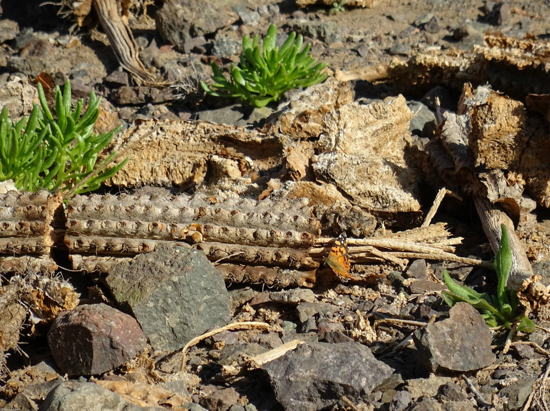 Quebrada de la Chimba Reserva Nacional-安托法加斯塔必去景点
