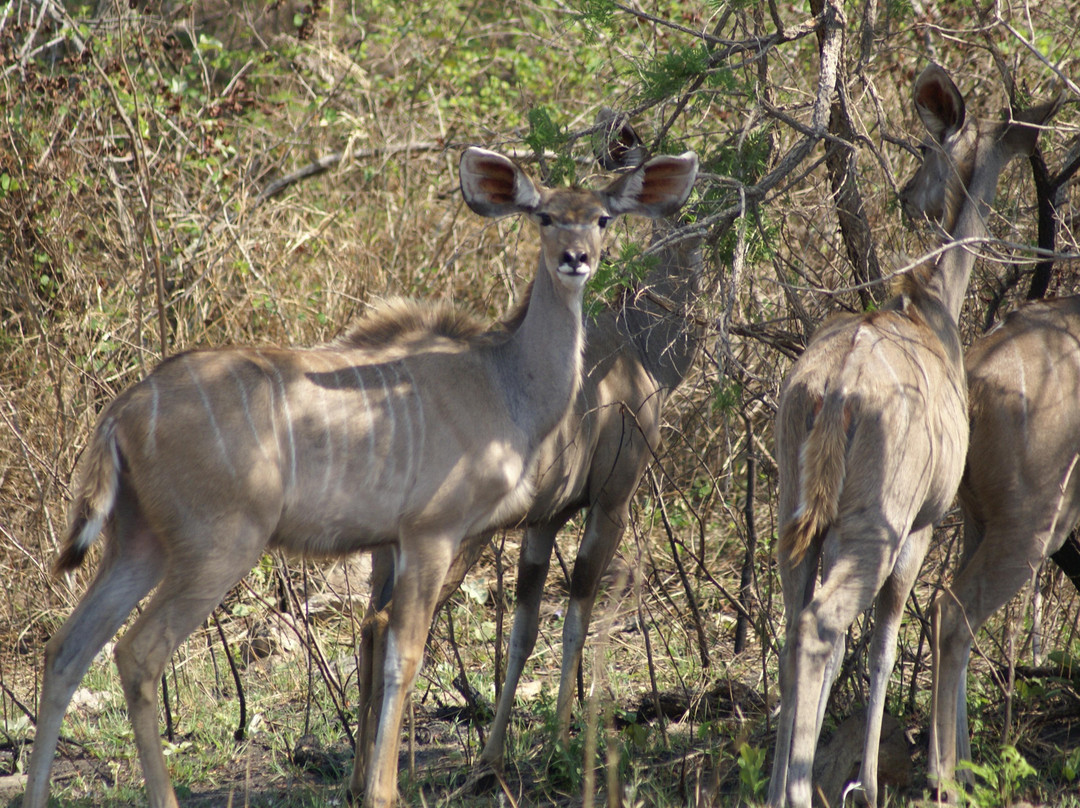 Mthethomusha Game Reserve-马里兰必去景点