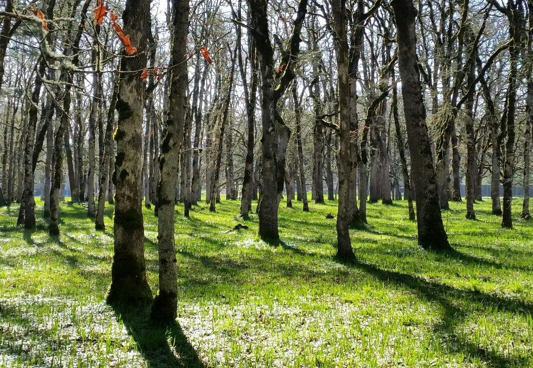 Bush's Pasture Park-塞勒姆必去景点